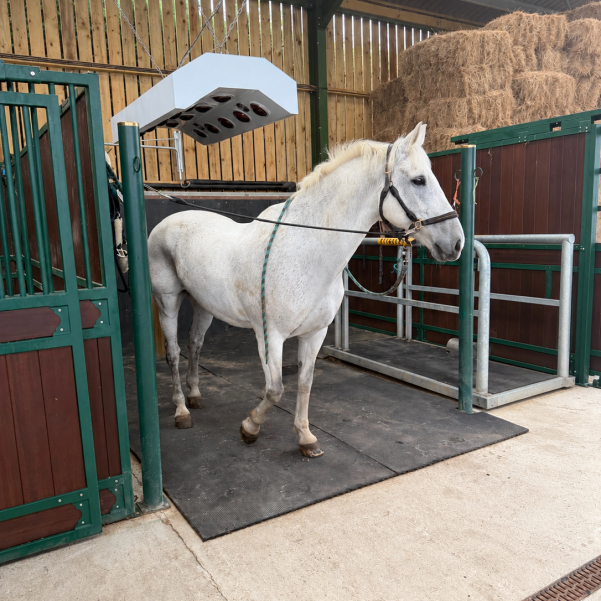 Equine Solarium Models (Pre Order)